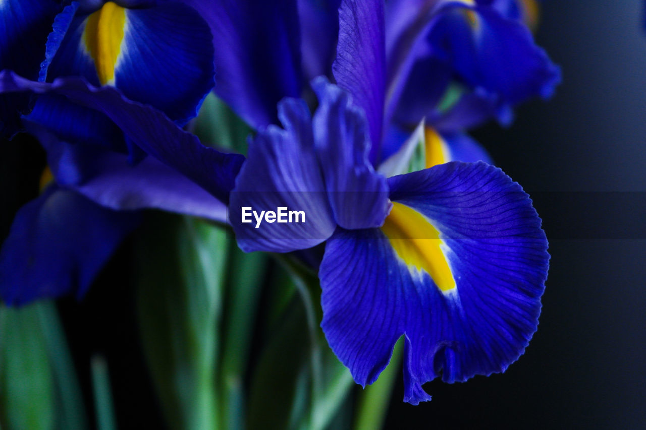 Close-up of purple iris