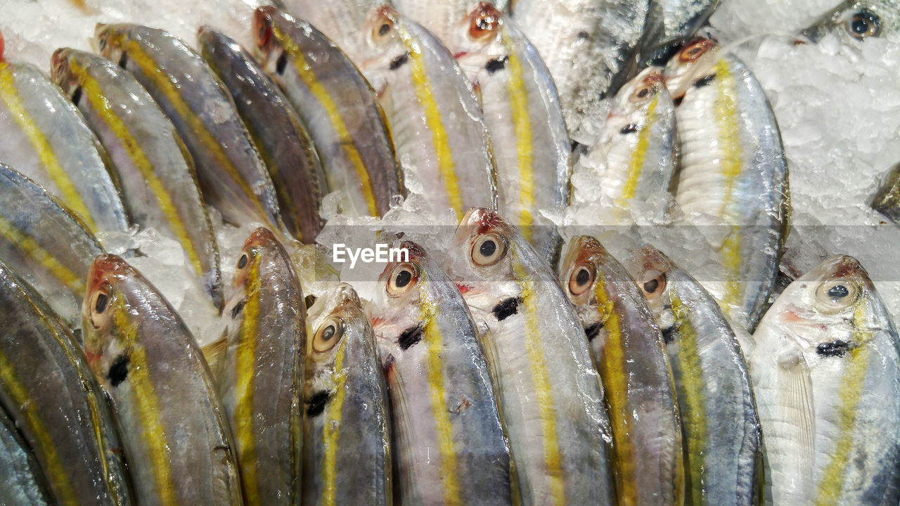 CLOSE-UP OF FISH FOR SALE