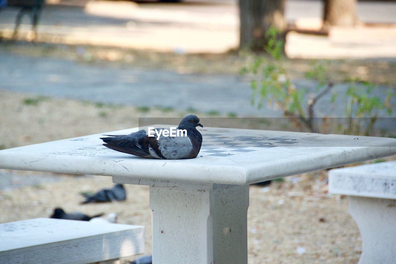 CLOSE-UP OF BIRD PERCHING ON WOODEN BENCH