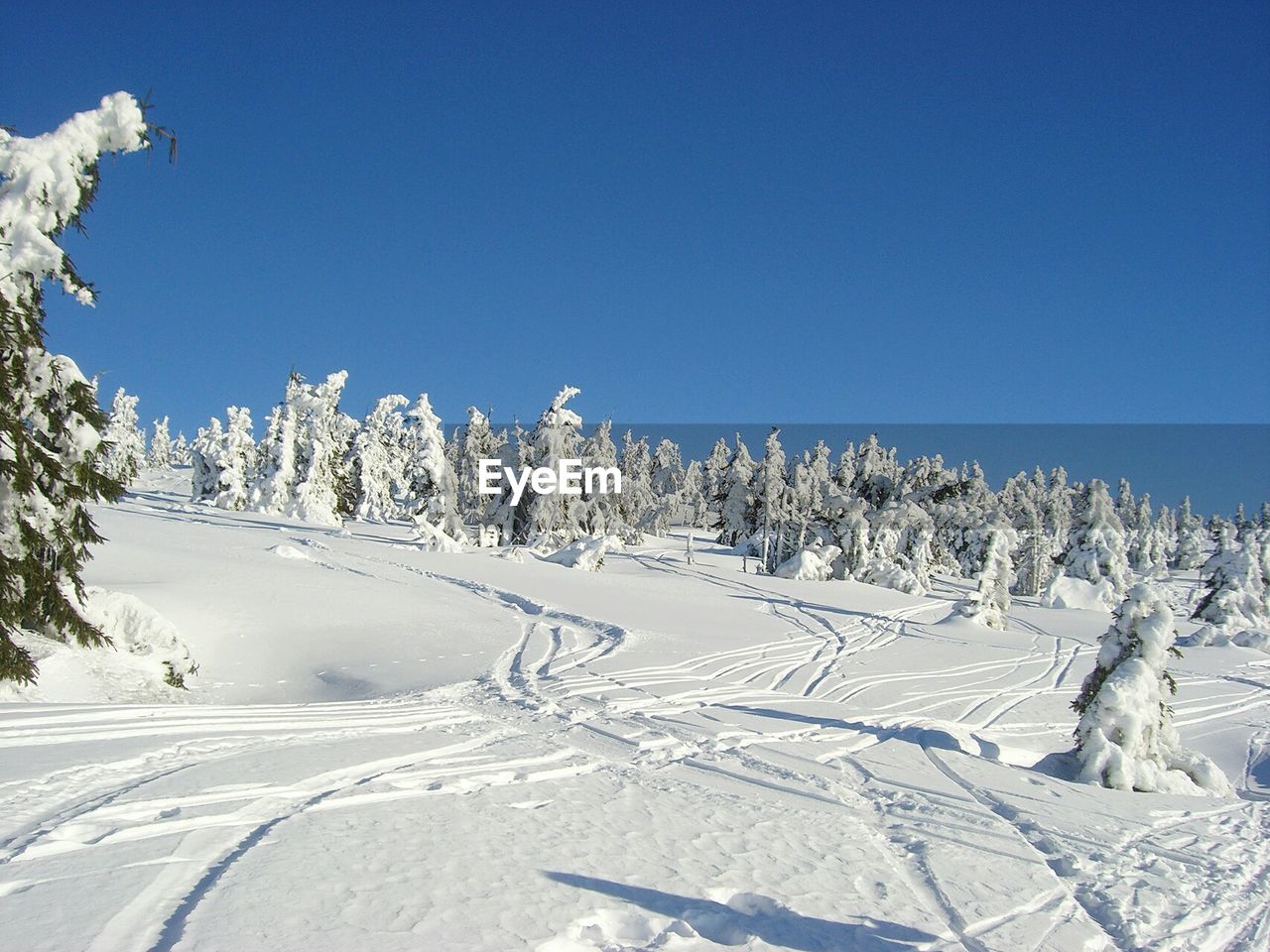 Trees on snow covered landscape against blue sky