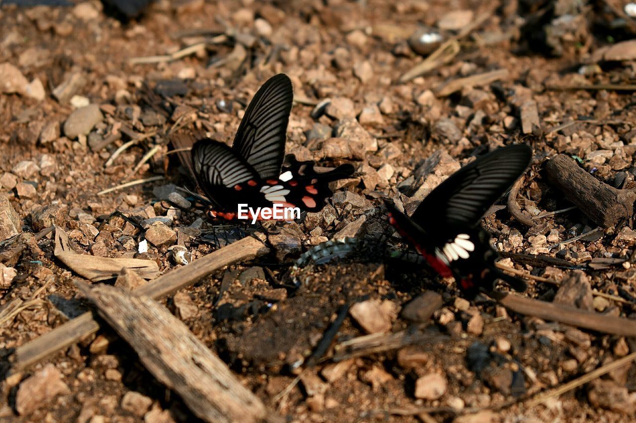 Close-up of butterfly on field