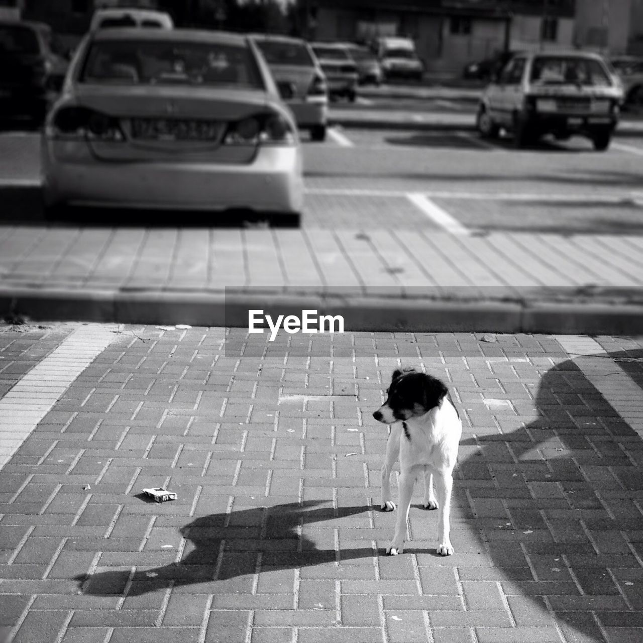 Dog standing on cobblestone sidewalk