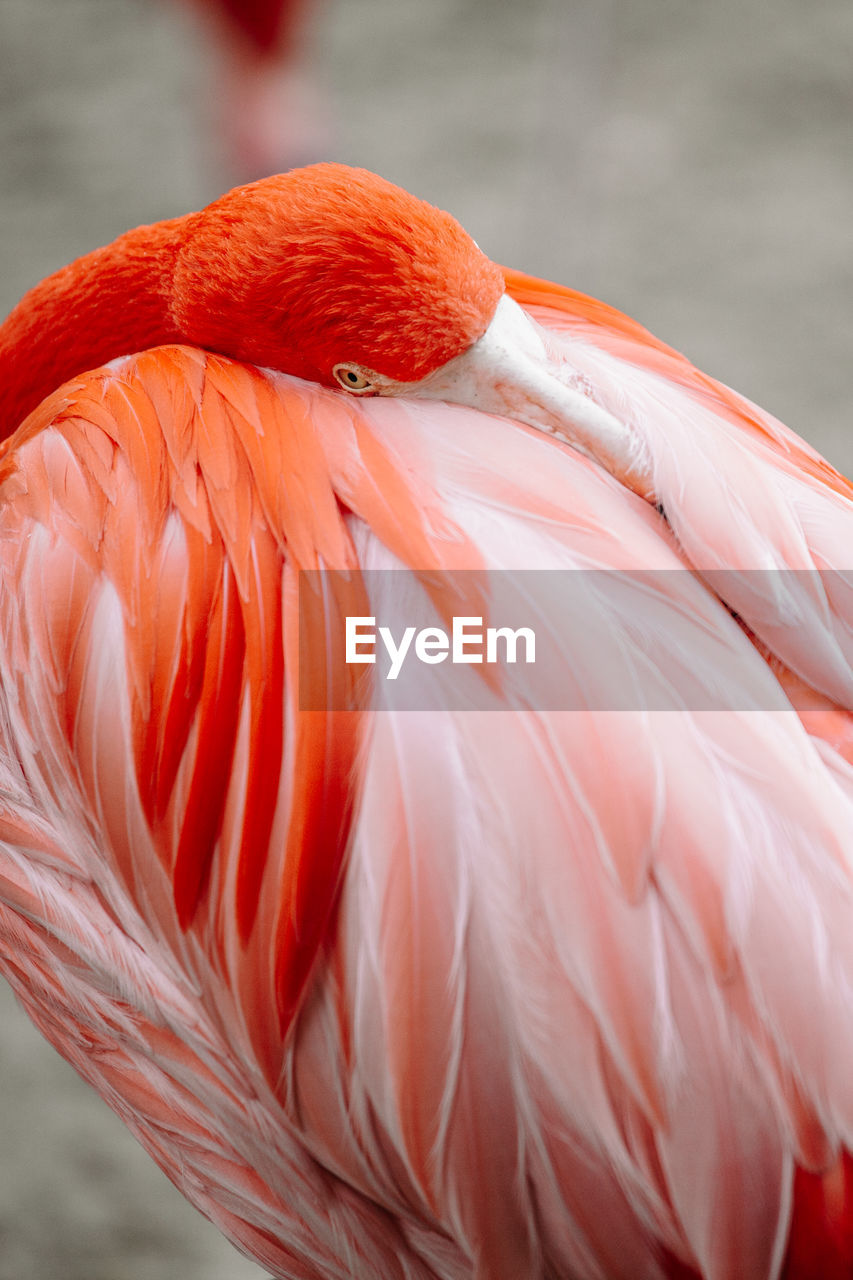 Close-up of a pink flamingo