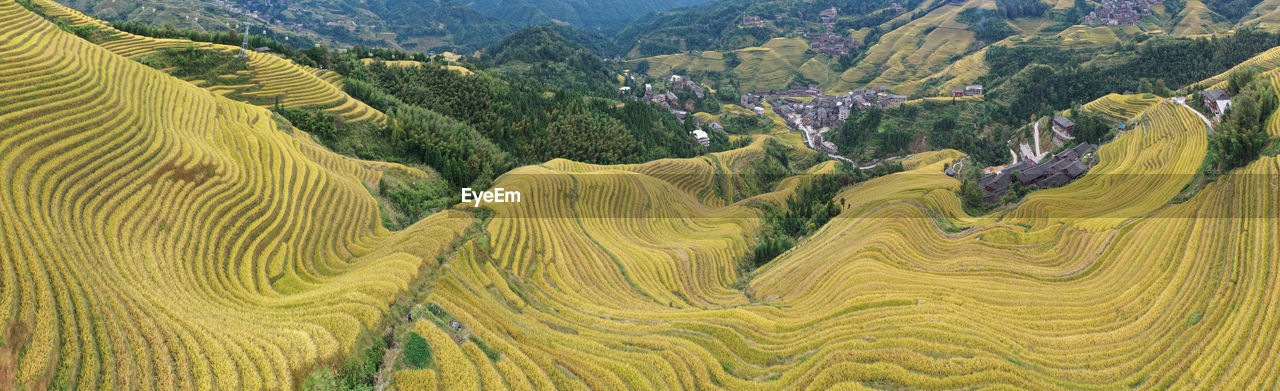 Panoramic view of rice fields in longji, china