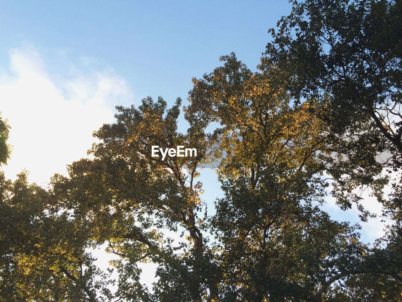 LOW ANGLE VIEW OF TREES AGAINST SKY