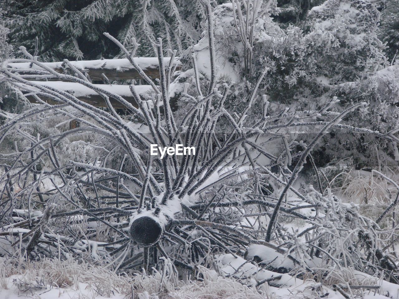 FROZEN TREES ON FIELD