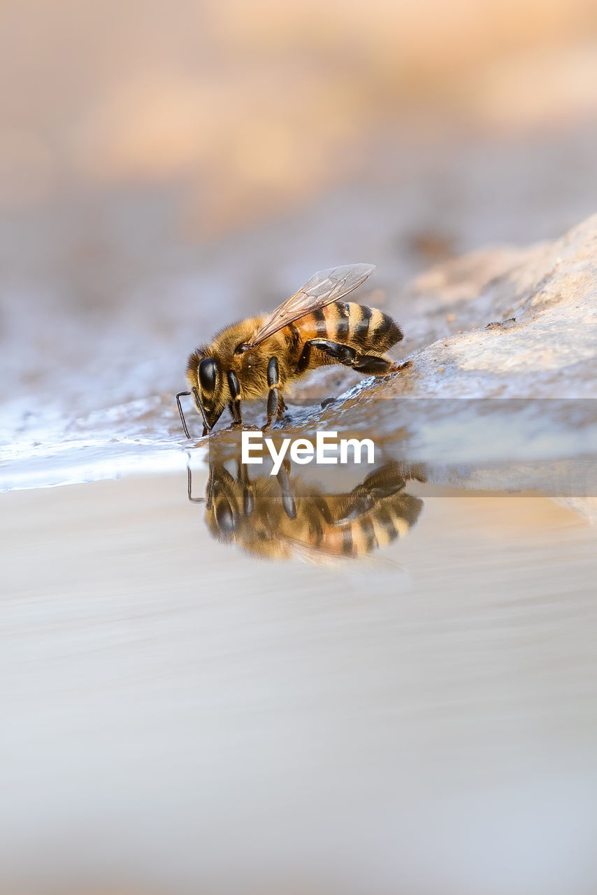 Close-up of bee on the water