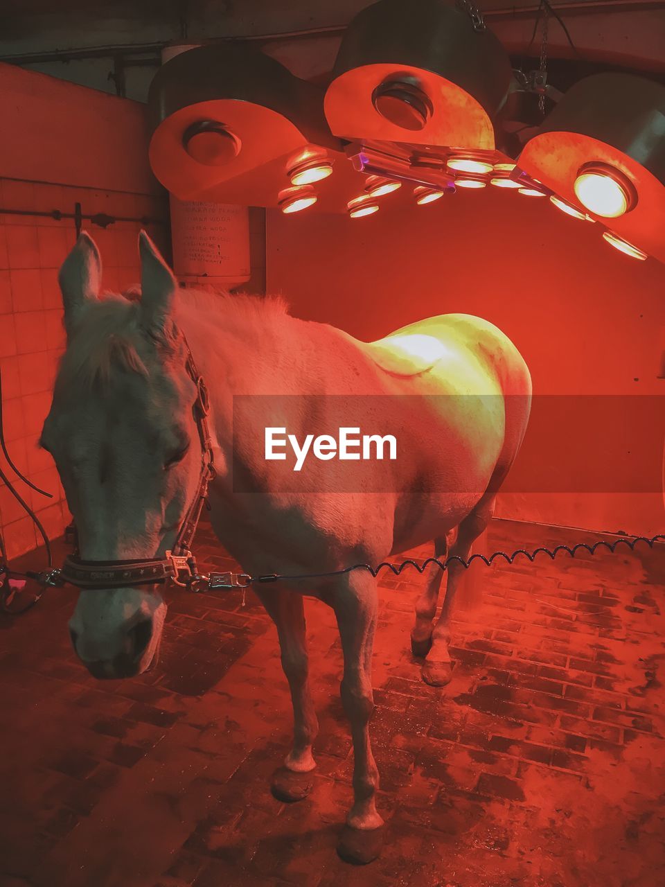 Horse in illuminated stable