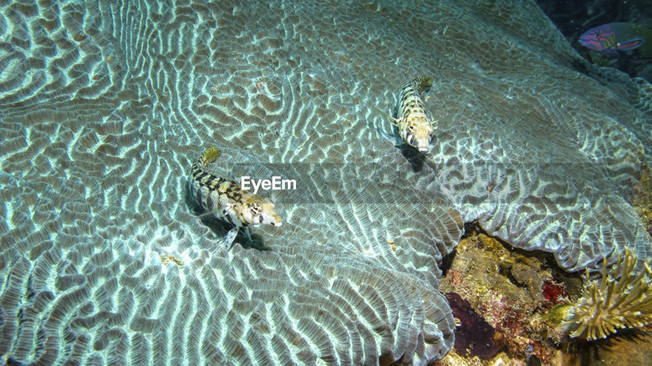 High angle view of fish swimming in sea