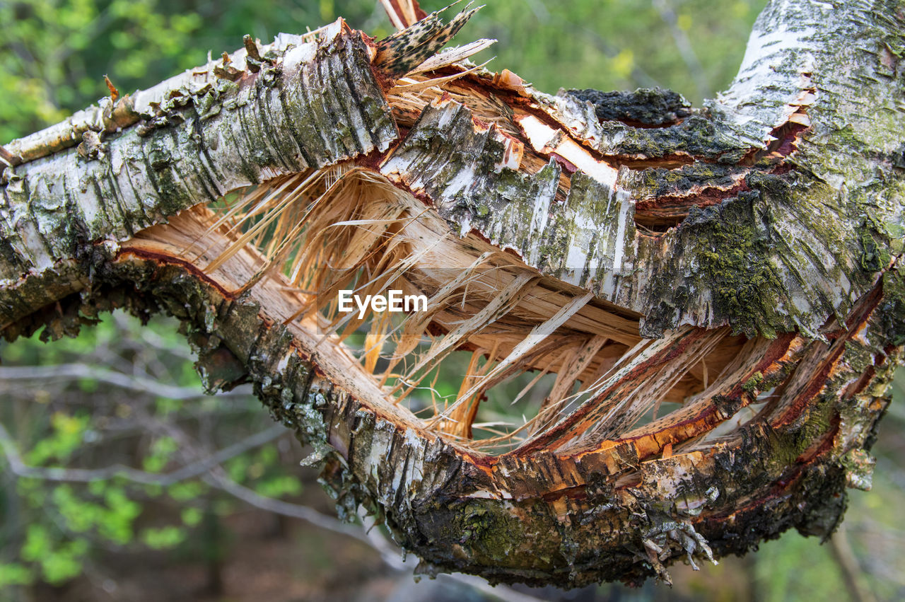 CLOSE-UP OF TREE TRUNKS