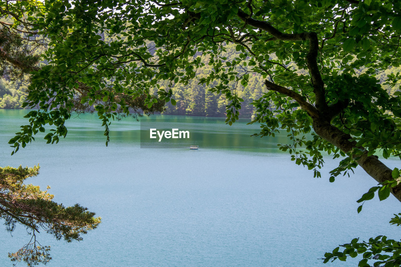 TREE BY LAKE IN FOREST AGAINST SKY