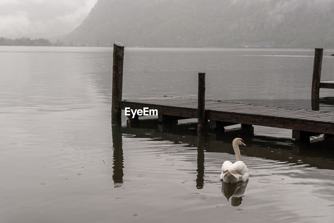 Swan swimming in lake