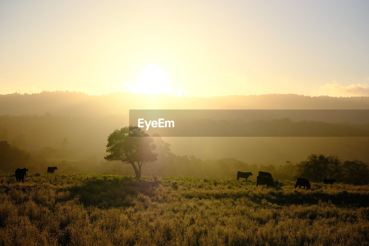 SCENIC VIEW OF FIELD AGAINST SKY DURING SUNSET