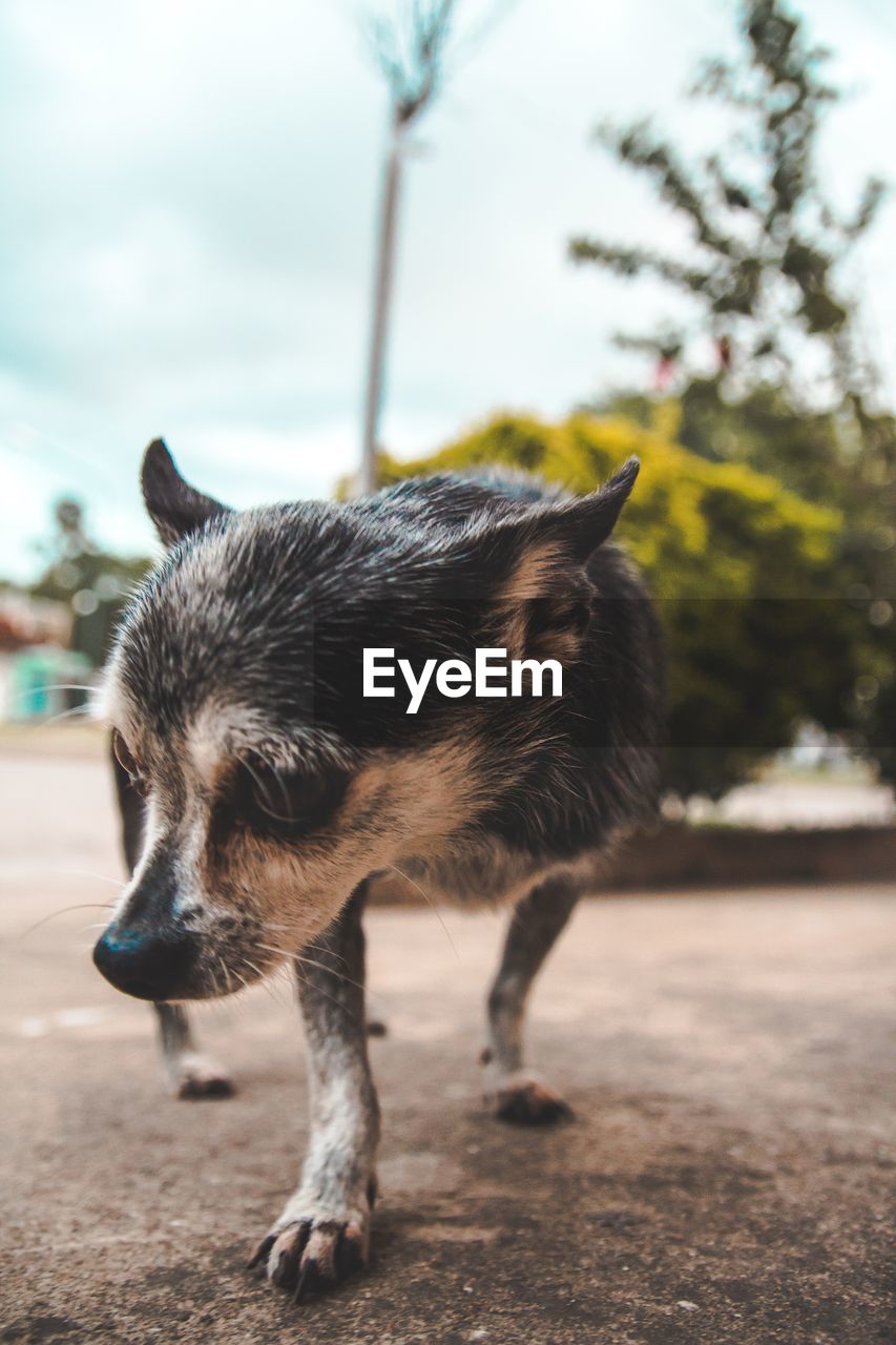 Close-up of dog looking away