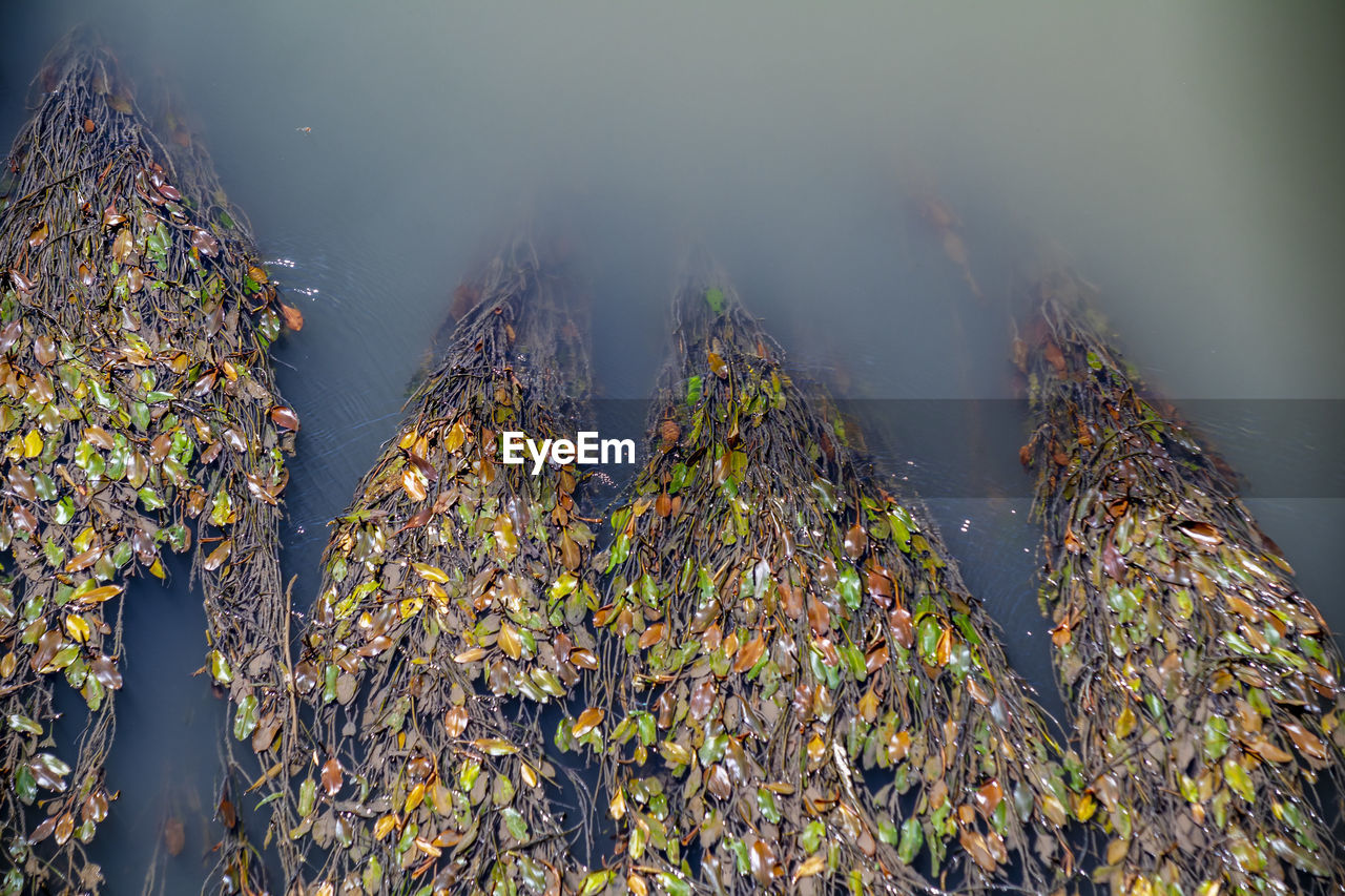CLOSE-UP OF PLANTS BY TREES