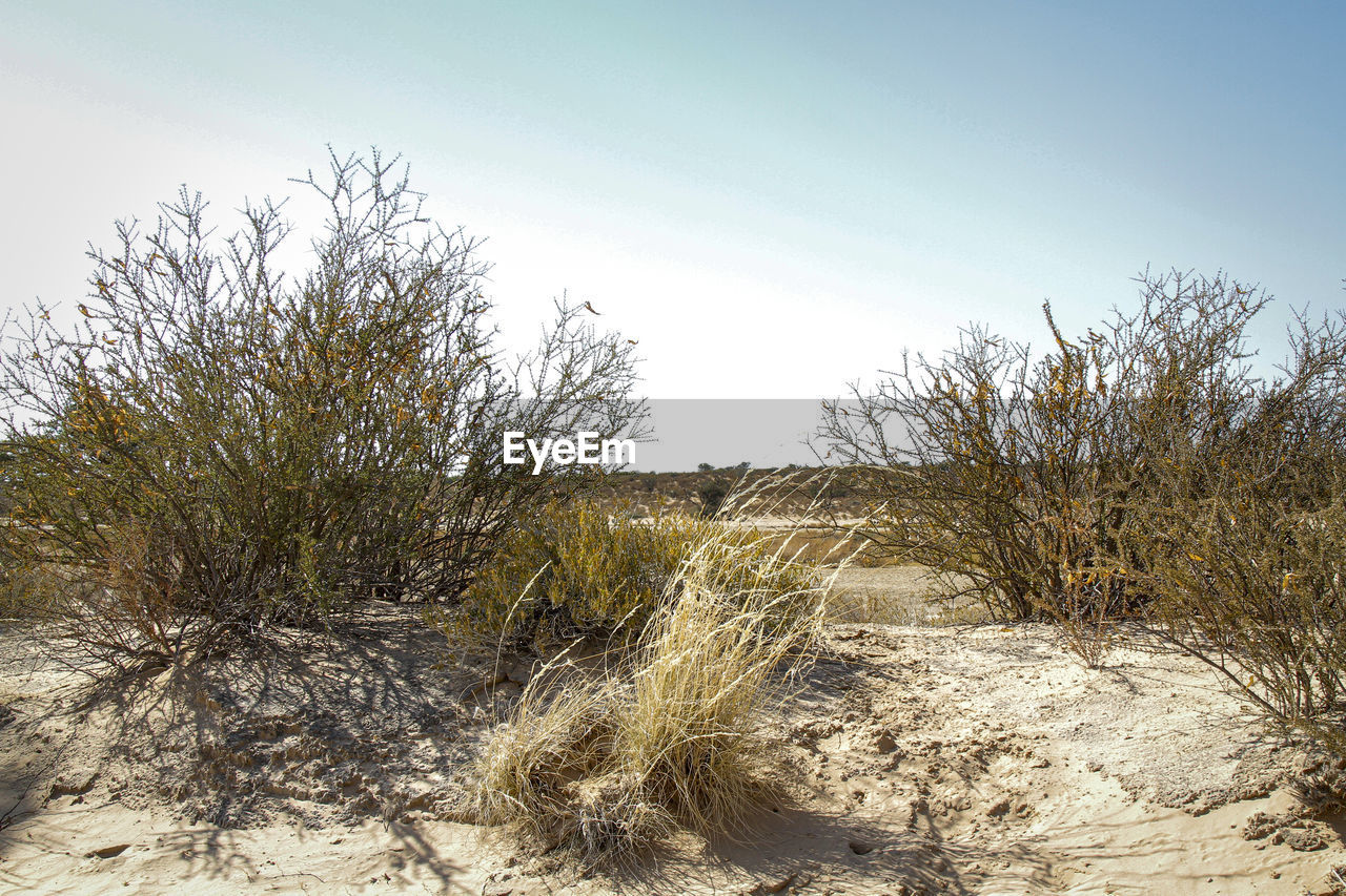 plant, grass, sky, nature, land, landscape, natural environment, tree, sand, no people, environment, desert, tranquility, scenics - nature, sand dune, beauty in nature, growth, day, outdoors, soil, sunlight, non-urban scene, clear sky, tranquil scene, prairie, wilderness, rural area, sunny, arid climate, dry