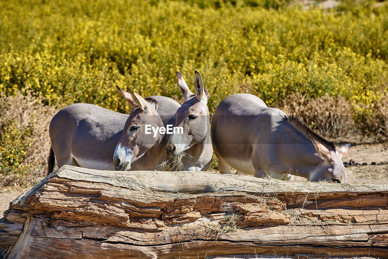 View of three  donkeys on field