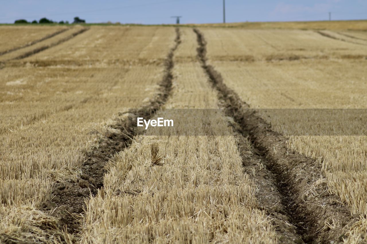 Scenic view of agricultural field against sky