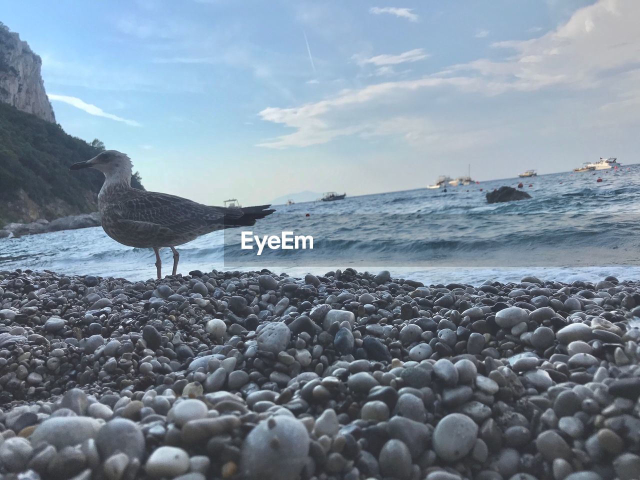 SEAGULL ON BEACH