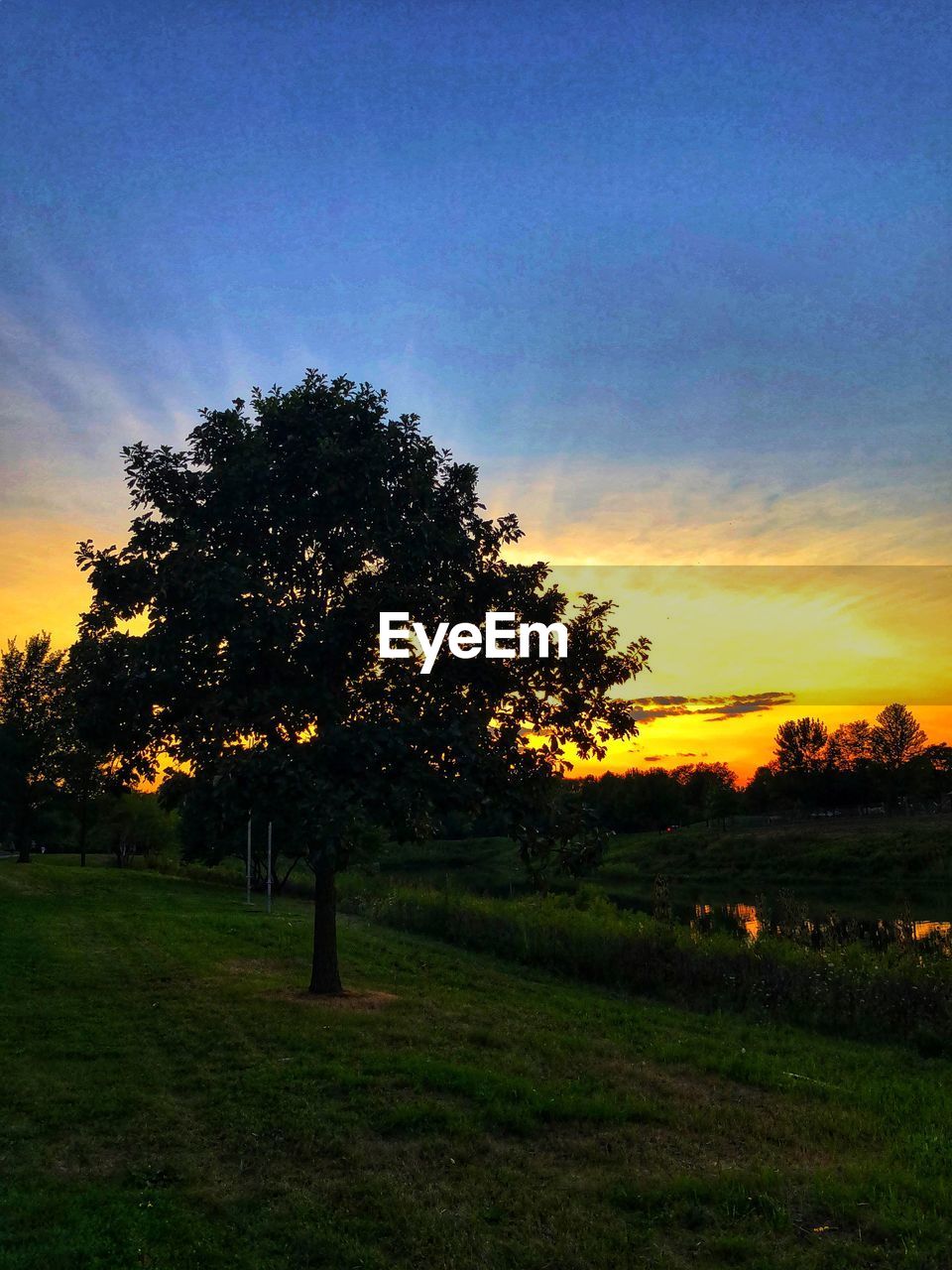 SILHOUETTE TREE ON FIELD AGAINST SKY AT SUNSET