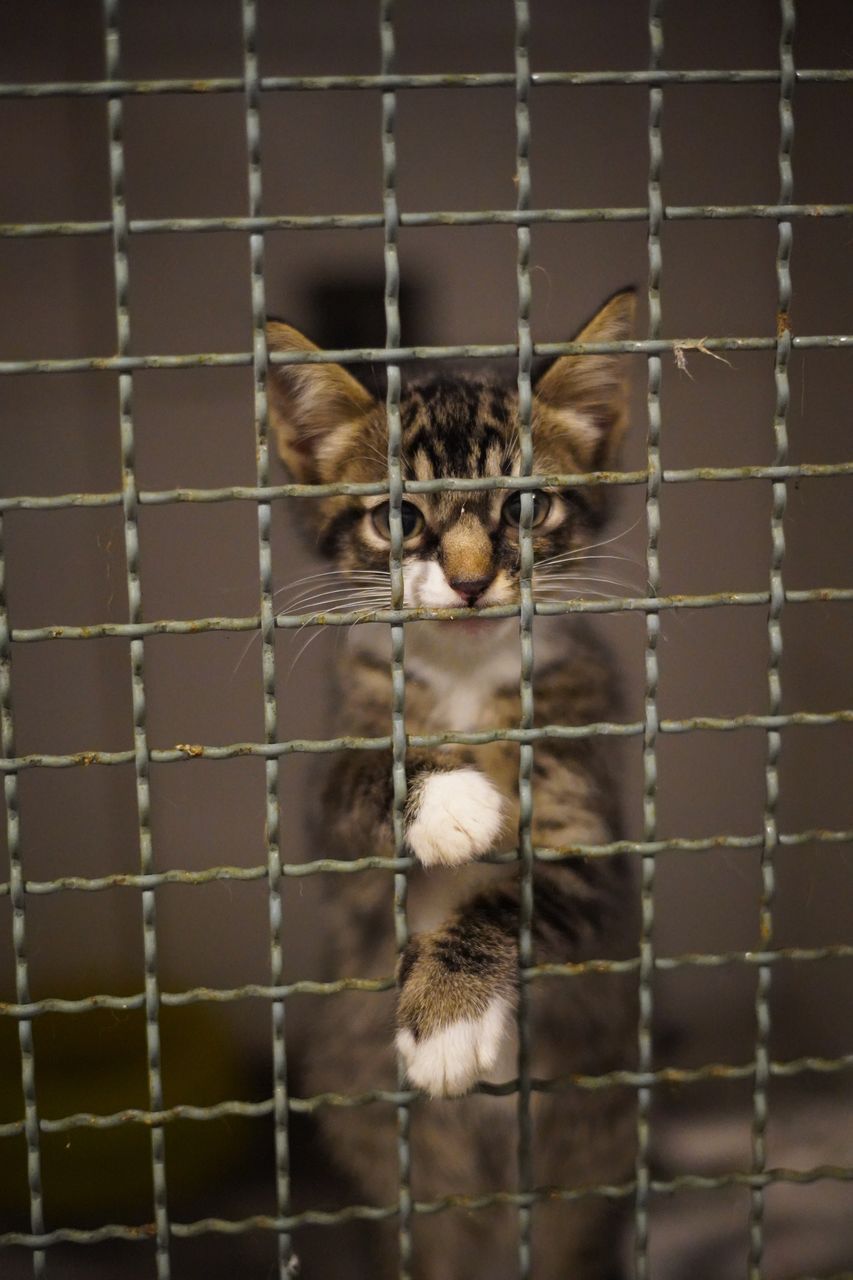 CLOSE-UP OF CAT IN CAGE