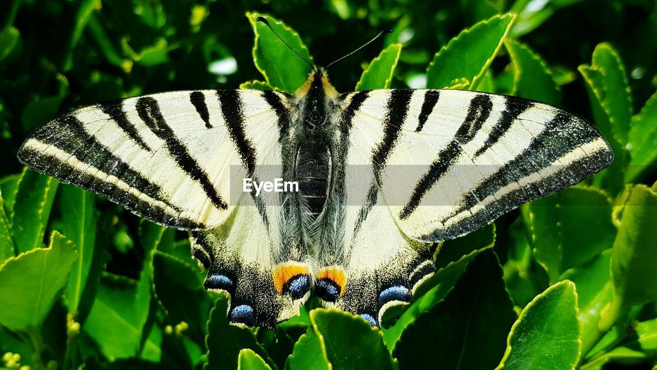 CLOSE-UP OF BUTTERFLY POLLINATING ON FLOWER