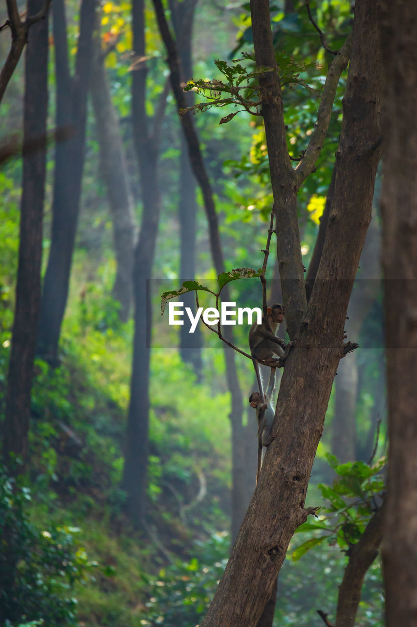 BIRD PERCHING ON TREE TRUNK