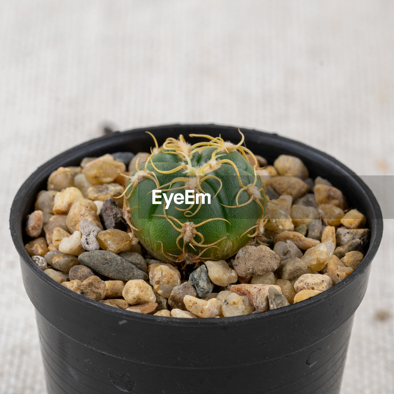 food and drink, food, plant, healthy eating, bowl, no people, flowerpot, wellbeing, nature, cactus, freshness, produce, studio shot, vegetable