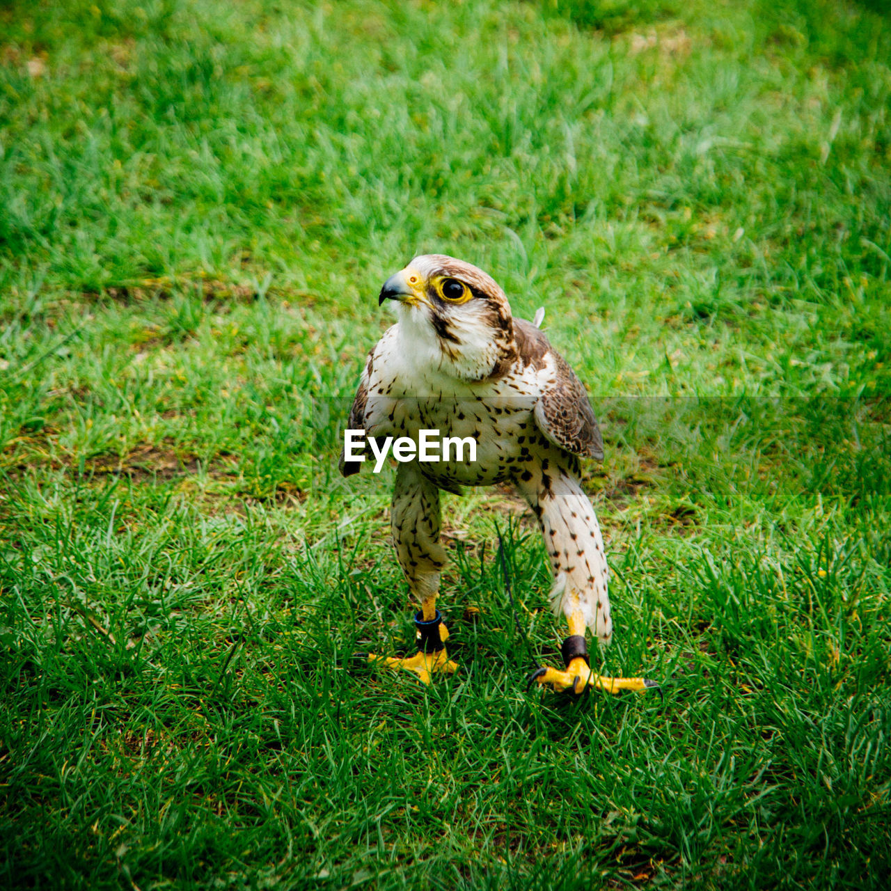 Close-up of kestrel on grassy field