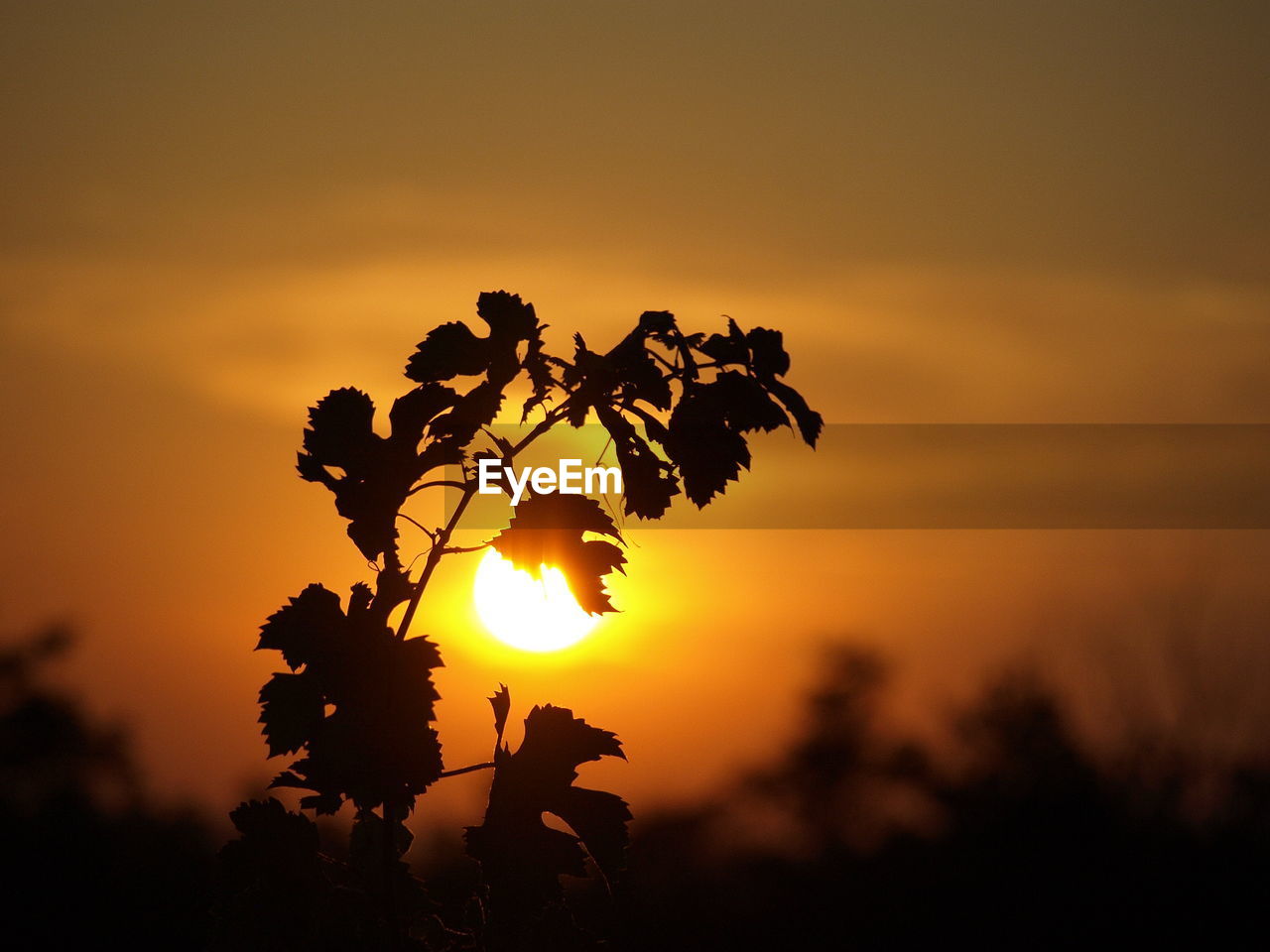 SILHOUETTE PLANT AGAINST SUNSET SKY