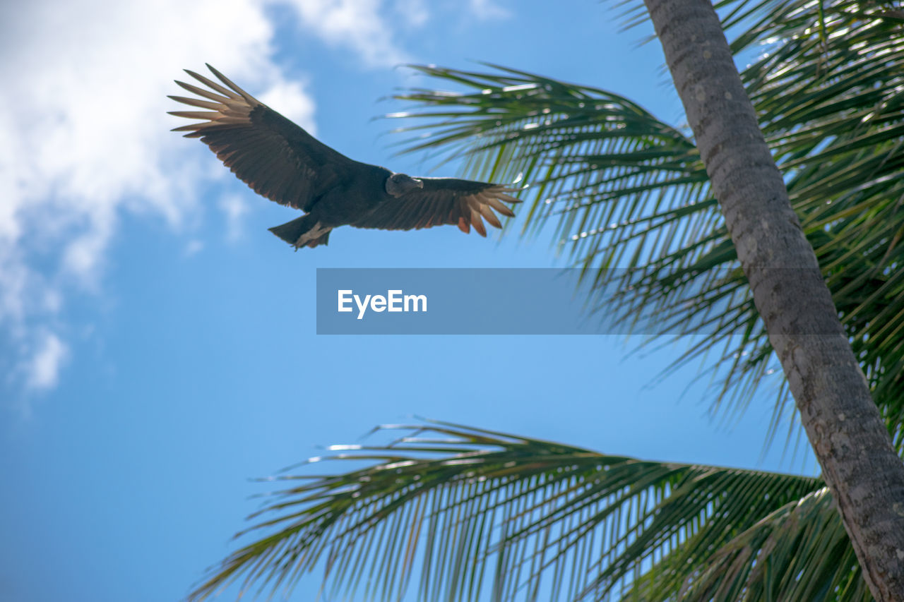 LOW ANGLE VIEW OF PALM TREE