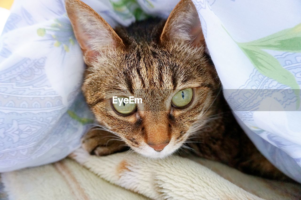 Close-up portrait of cat relaxing on bed