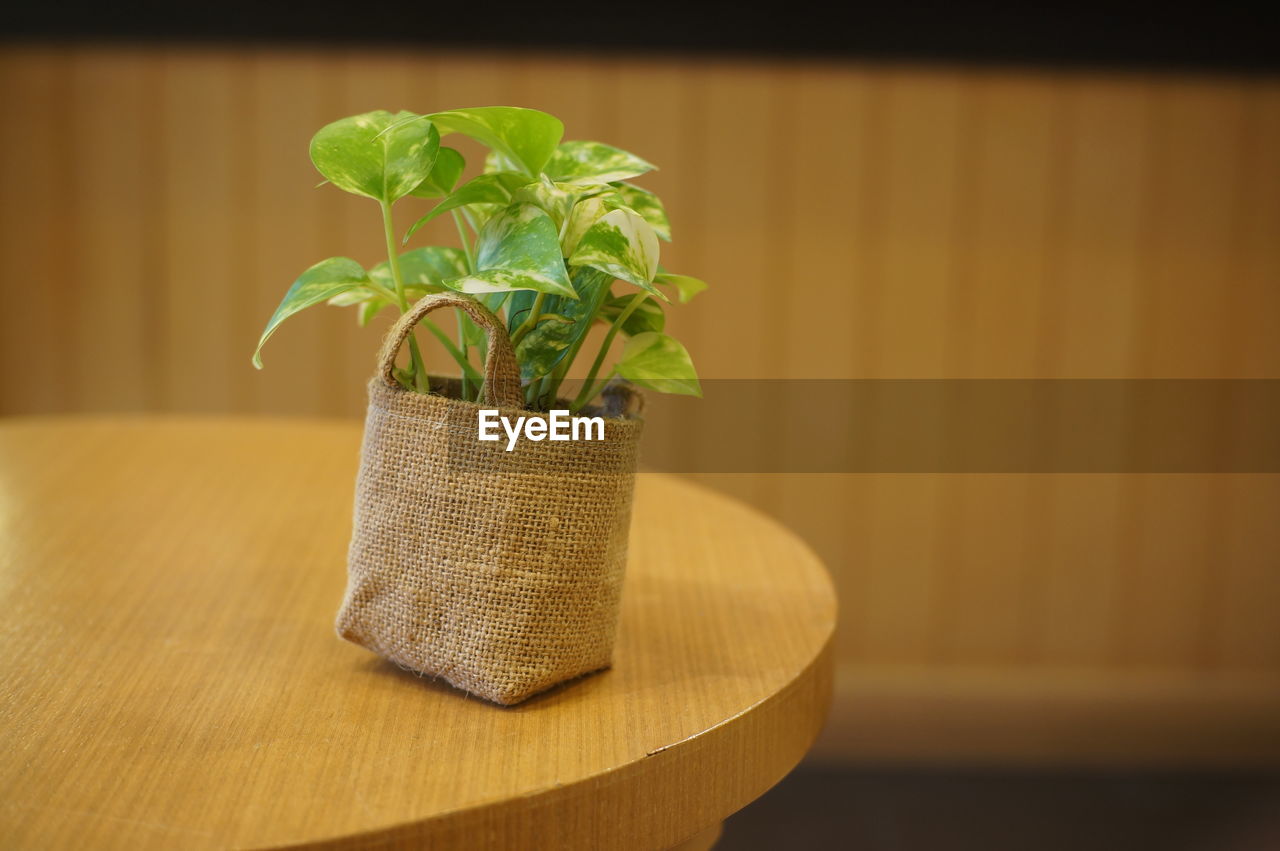 CLOSE-UP OF POTTED PLANT