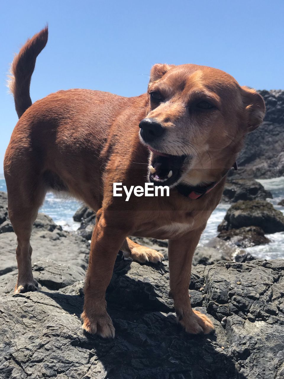 View of dog standing against clear sky