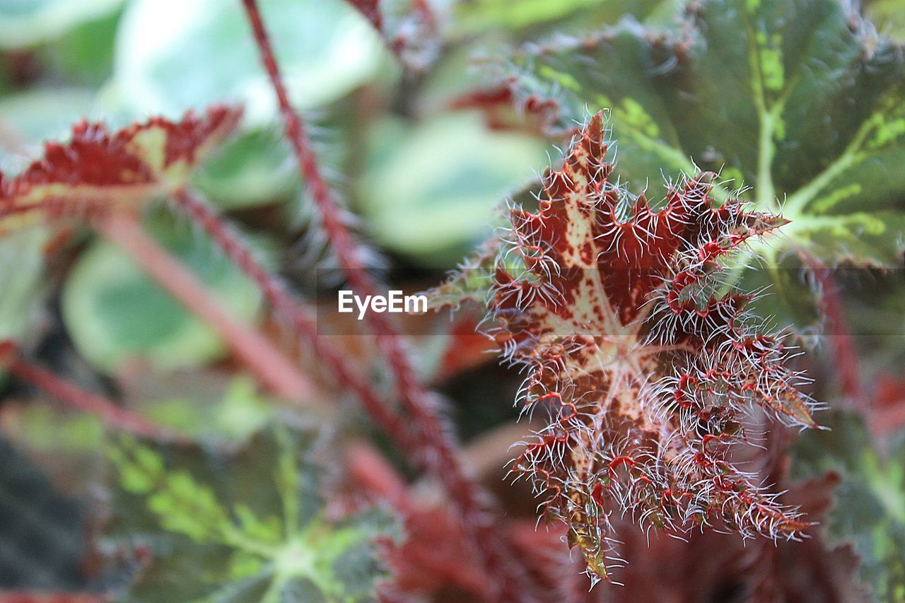 Close up of red flower