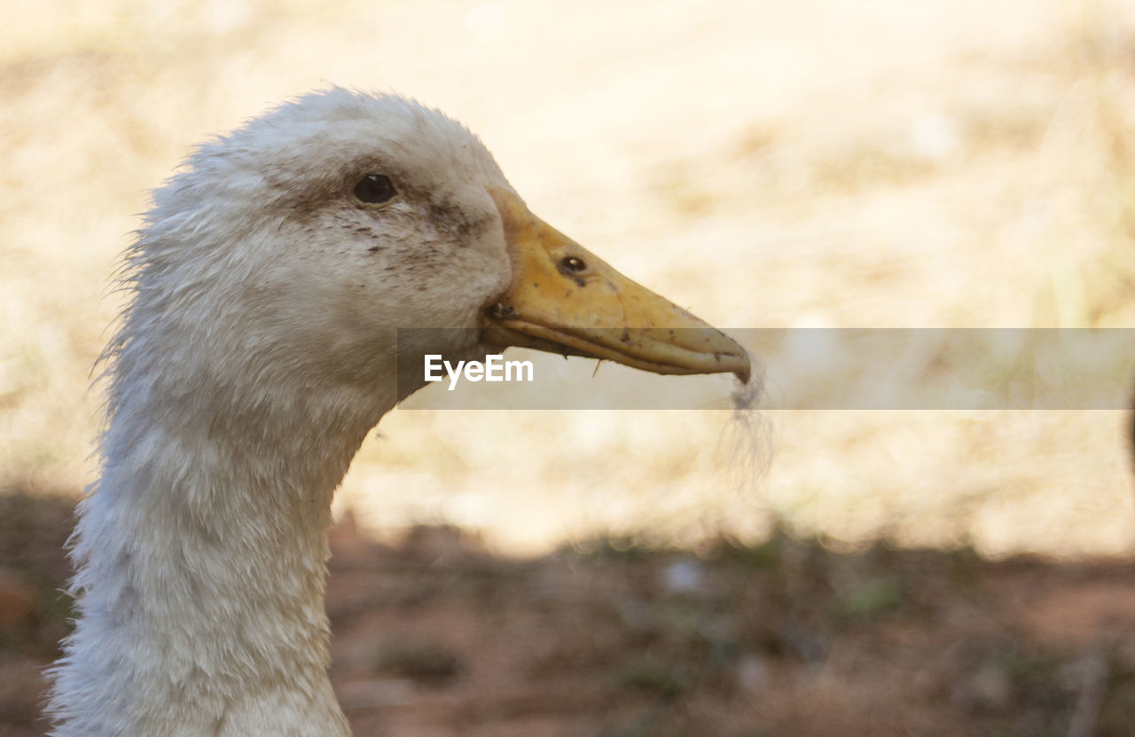 Close-up of a goose