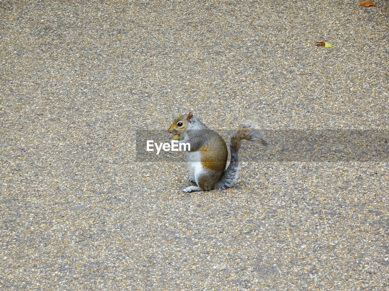 Nature In The City Squirrel Day No People One Animal Outdoors The Minimalist - 2019 EyeEm Awards