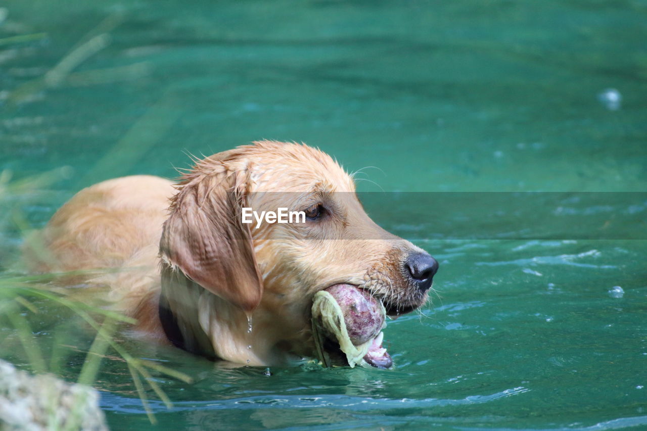 Golden retriever carrying ball in mouth on lake