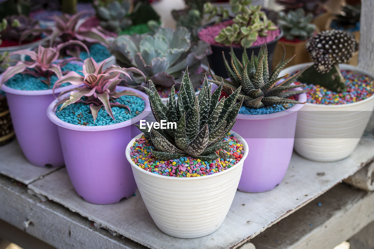 High angle view of potted plants on table