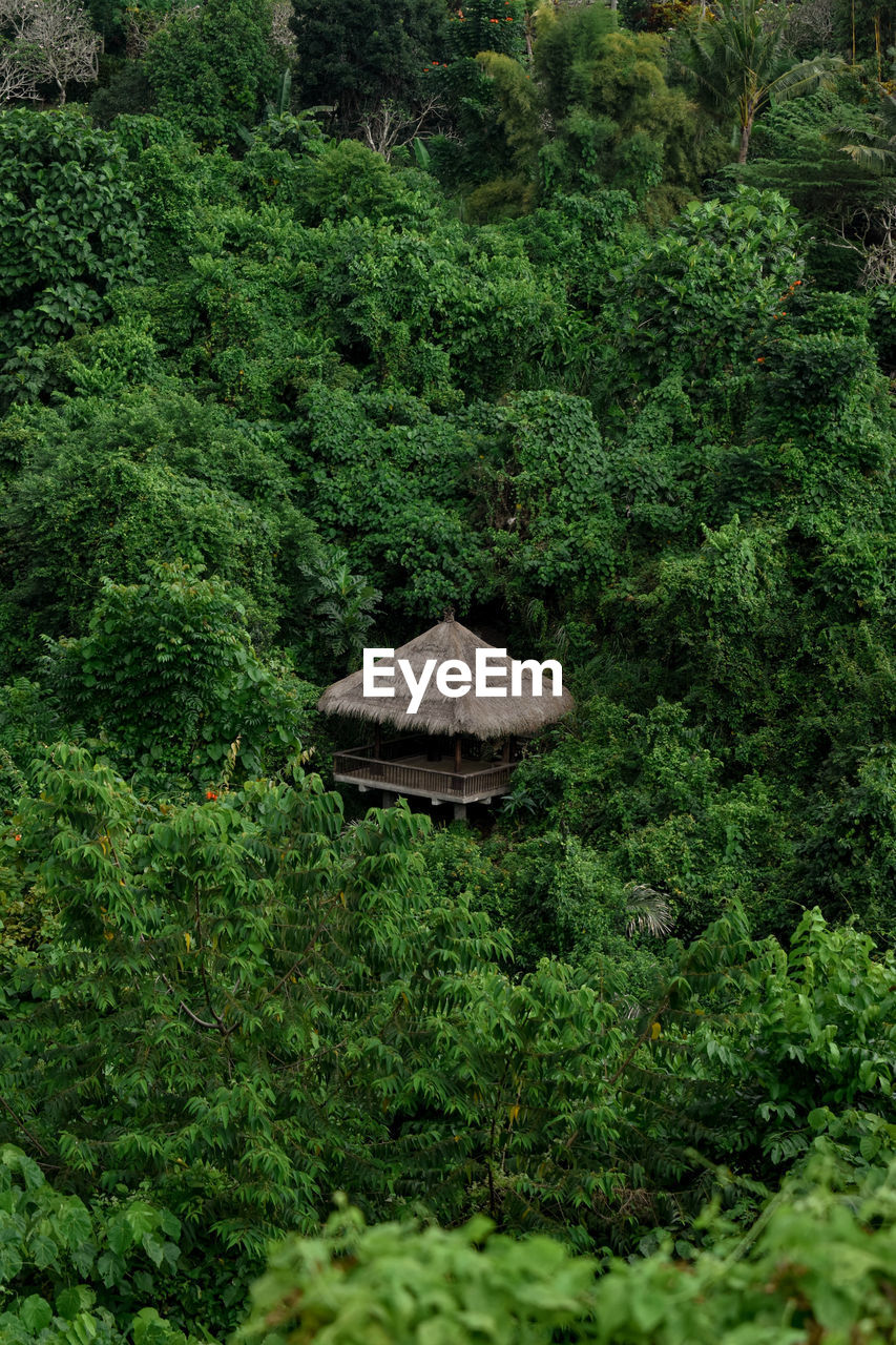 View of trees in forest