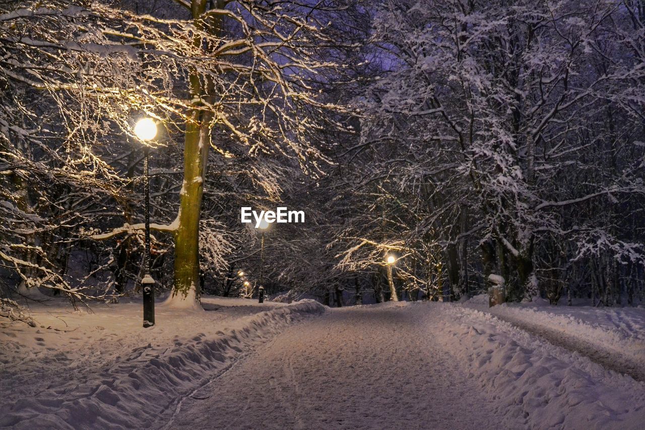 Snow covered street amidst frozen trees at night