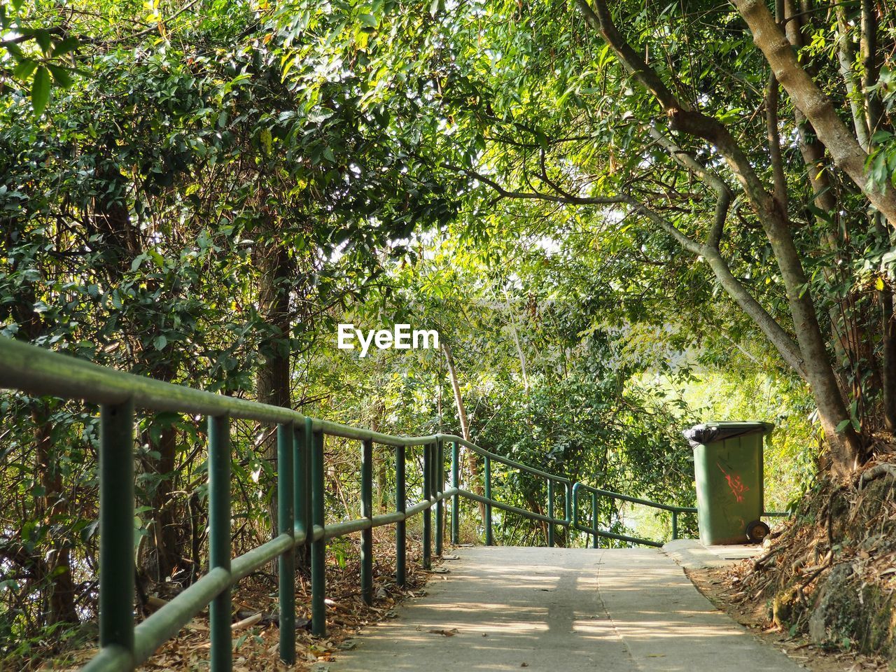 WALKWAY IN FOREST