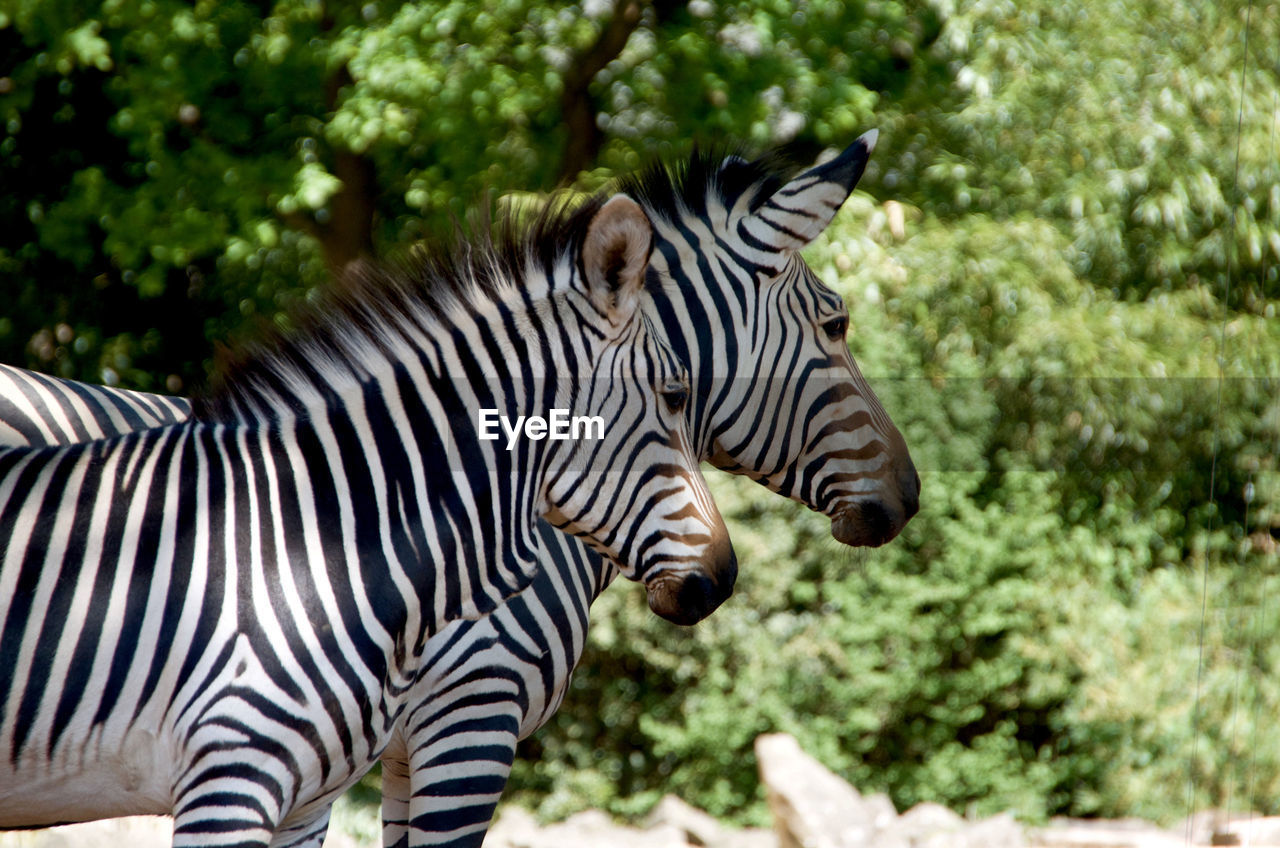 Close-up of zebras