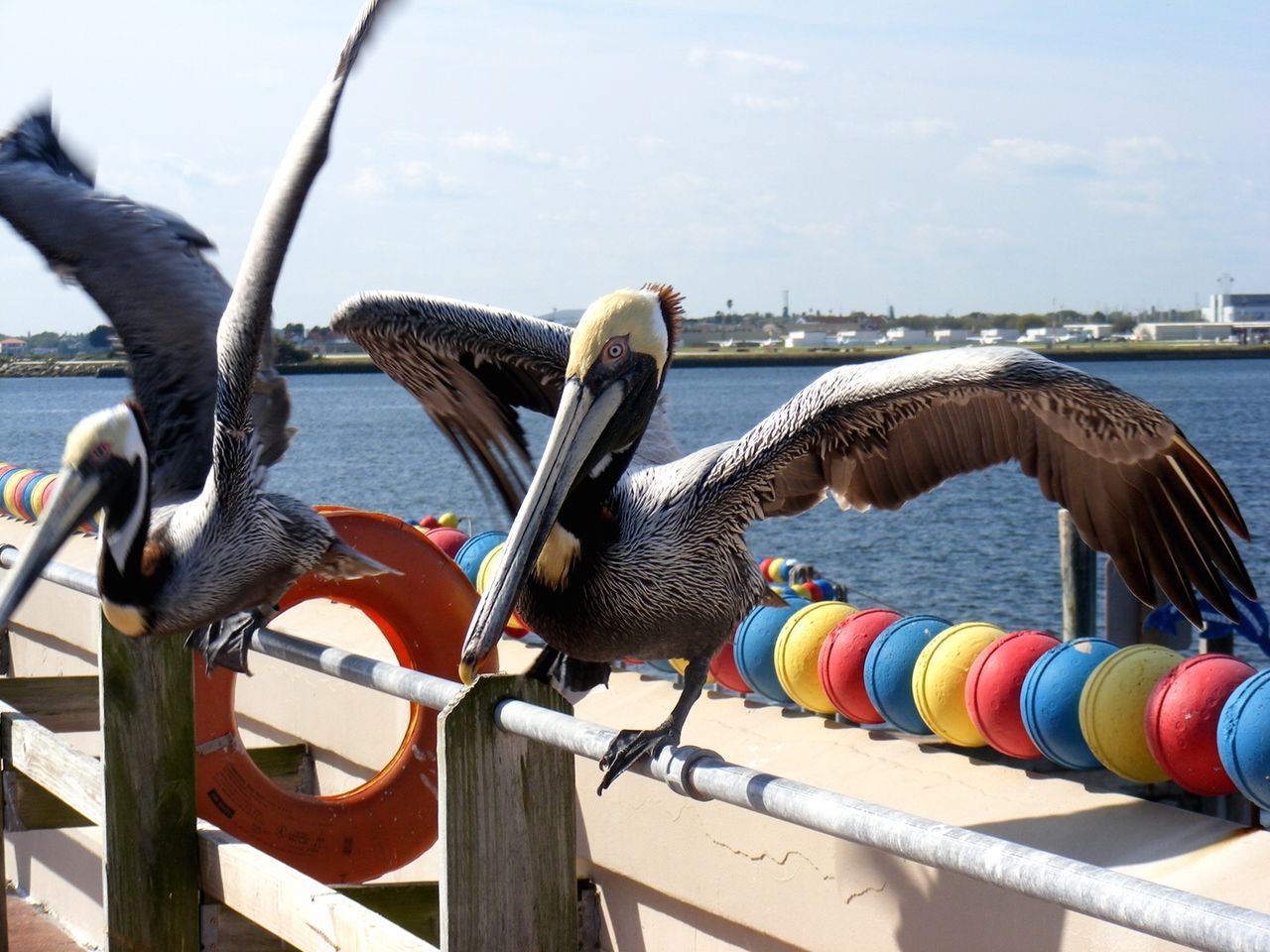 Pelicans with spread wings perching on railing by sea against sky
