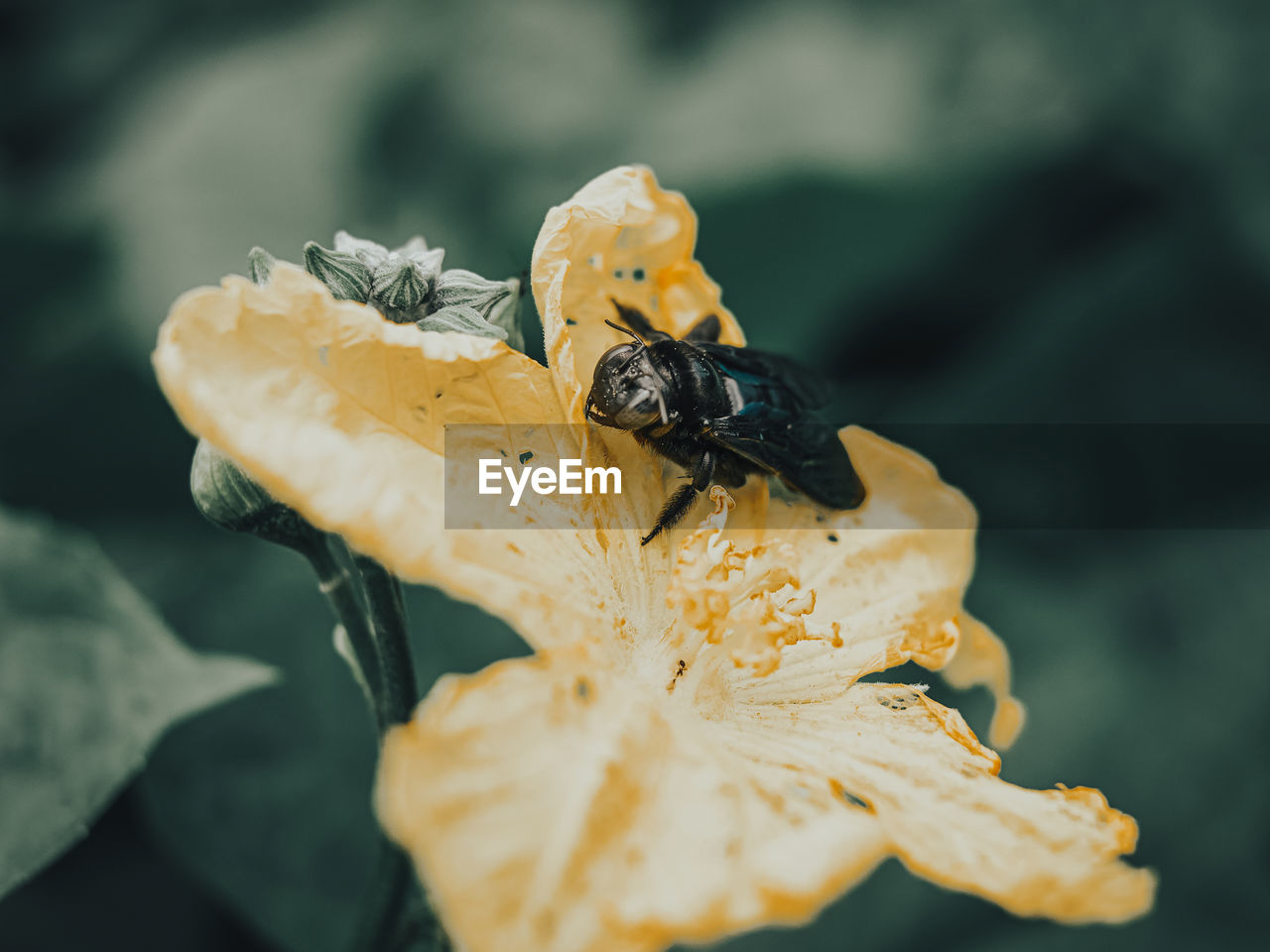 CLOSE-UP OF BEE ON FLOWER