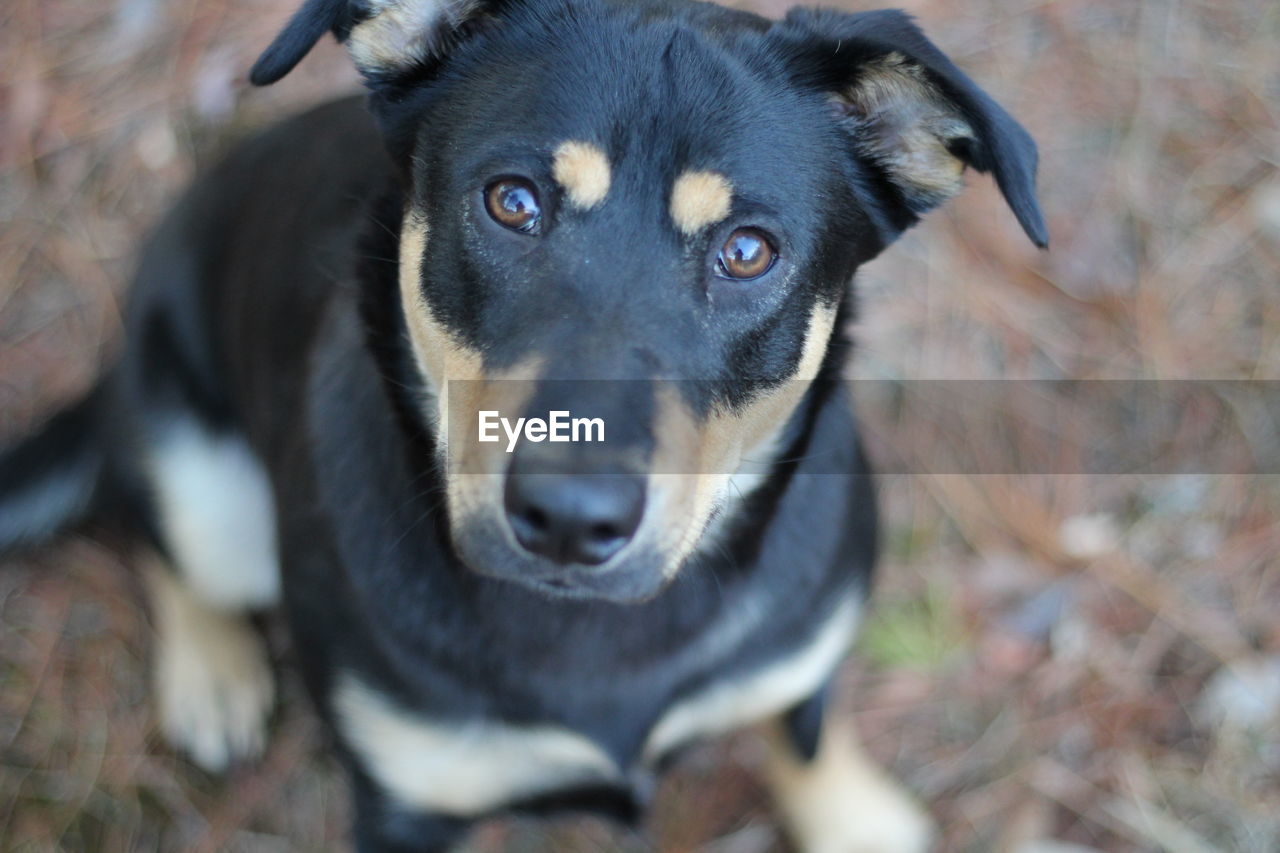 PORTRAIT OF BLACK DOG