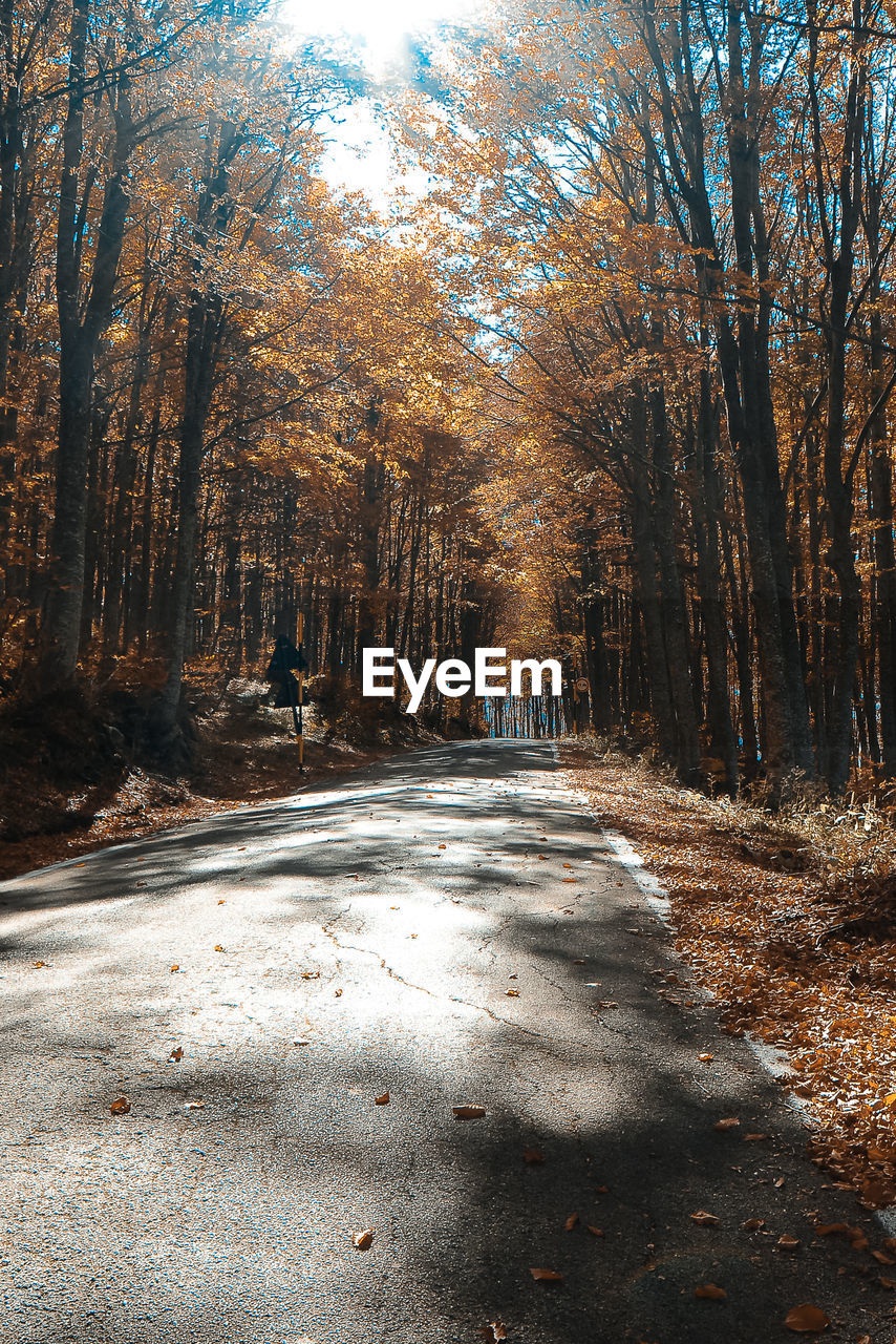 ROAD IN FOREST DURING AUTUMN