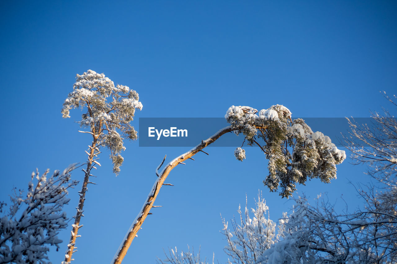 LOW ANGLE VIEW OF FROZEN TREE AGAINST SKY