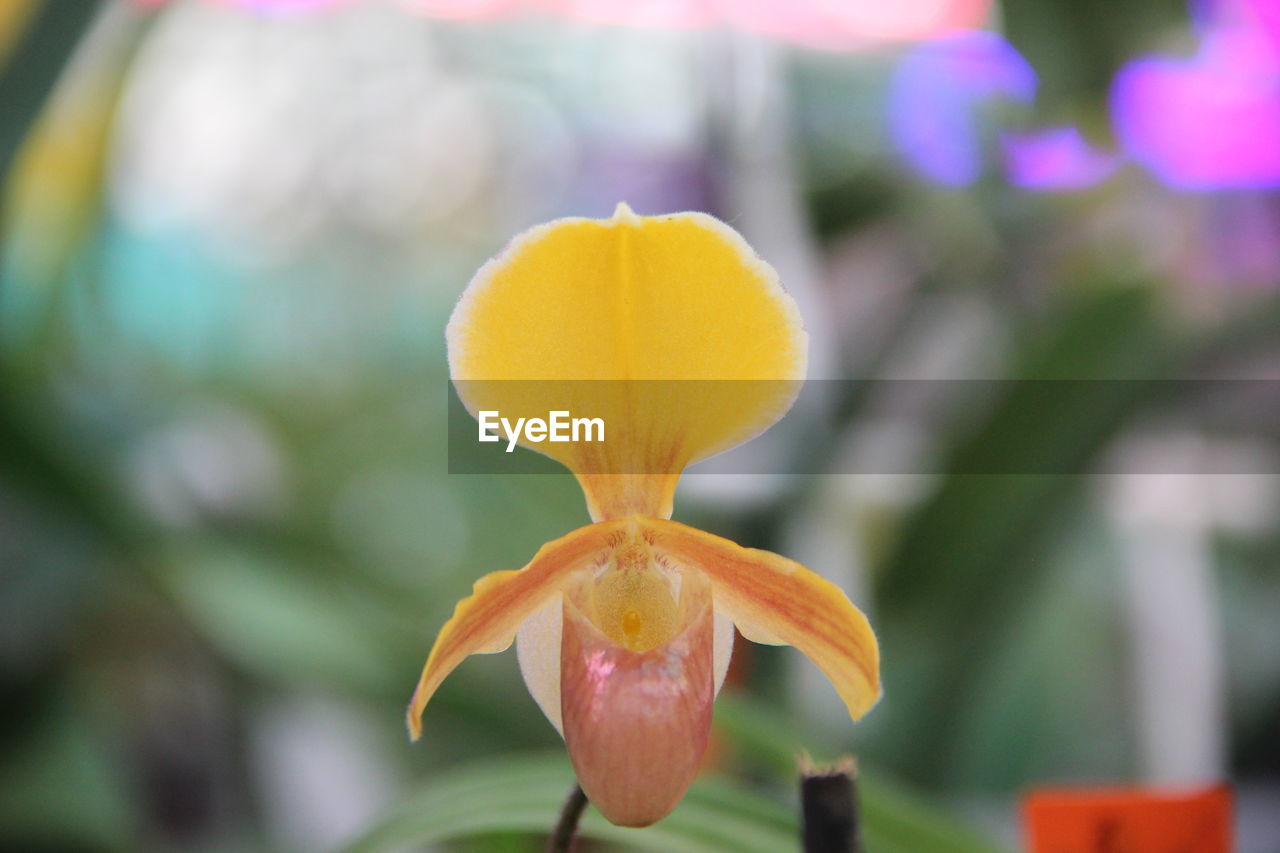 CLOSE-UP OF YELLOW FLOWERING PLANTS