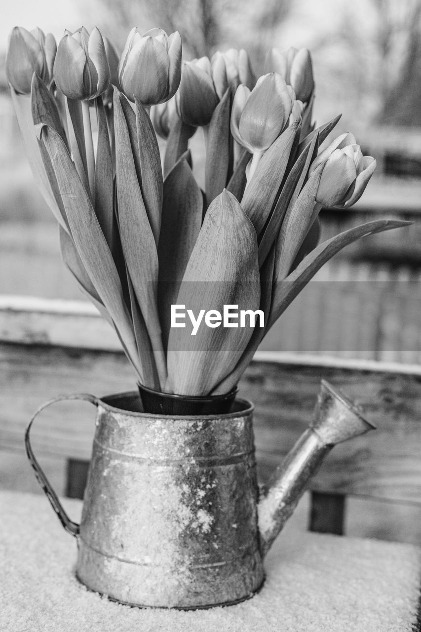 black and white, still life photography, monochrome photography, plant, monochrome, nature, flower, freshness, no people, close-up, flowering plant, food and drink, focus on foreground, food, beauty in nature, still life, kitchen utensil, vase, black, container, growth, table, white